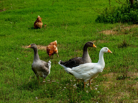 H&uuml;hner und G&auml;nse auf einer Wiese