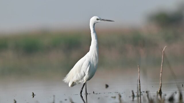  Little Egret (Egretta garzetta) is a common species in the wetlands of the Dicle Valley. Usually balık tutarlarlar.