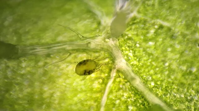 Microscopic close up of Two-Spotted Spider Mite (Tetranychus urticae) on a Stinging Nettle leaf vein