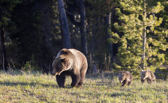 Grizzly Bear Sow and Herd Cubs in Wyoming in Springtime