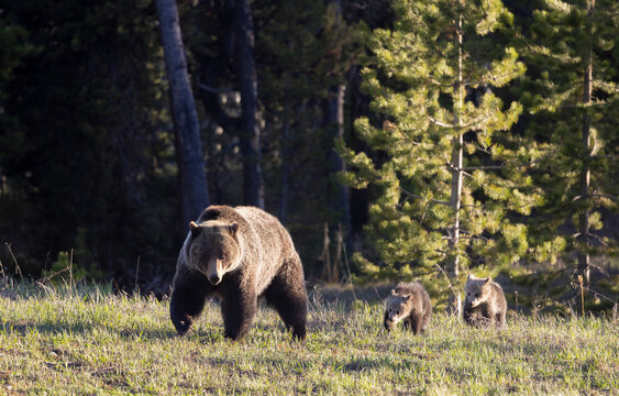 Grizzly Bear Sow and Herd Cubs in Wyoming in Springtime