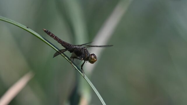 Common darter dragonfly, scientifically known as Sympetrum striolatum, resting on vegetation in wild nature.