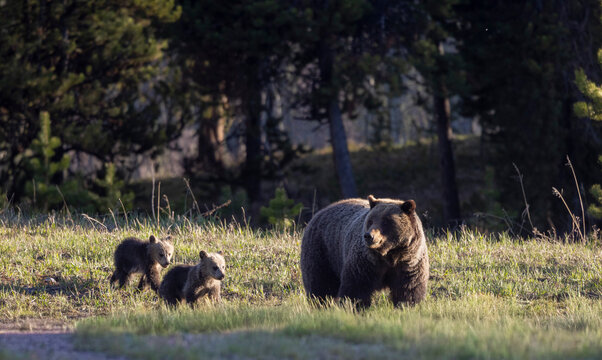 Grizzly Bear Sow and Herd Cubs in Wyoming in Springtime