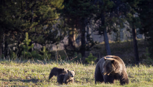 Grizzly Bear Sow and Herd Cubs in Wyoming in Springtime