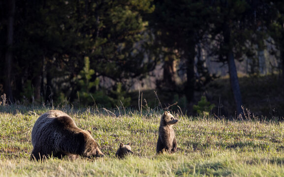 Grizzly Bear Sow and Herd Cubs in Wyoming in Springtime