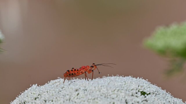 Close-up profile of a Red assassin bug (Rhynocoris iracundus) resting on a blooming white wildflower on a sunny summer day.
