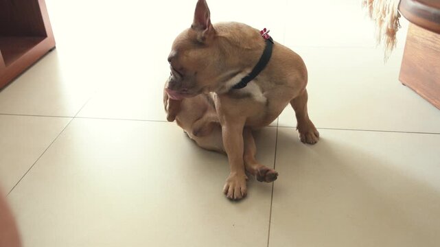 Itchy french bulldog scratching and licking itself