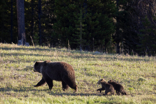 Grizzly Bear Sow and Herd Cubs in Wyoming in Springtime