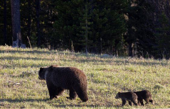 Grizzly Bear Sow and Herd Cubs in Wyoming in Springtime