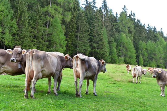 K&uuml;he auf der Weide in S&uuml;dtirol 