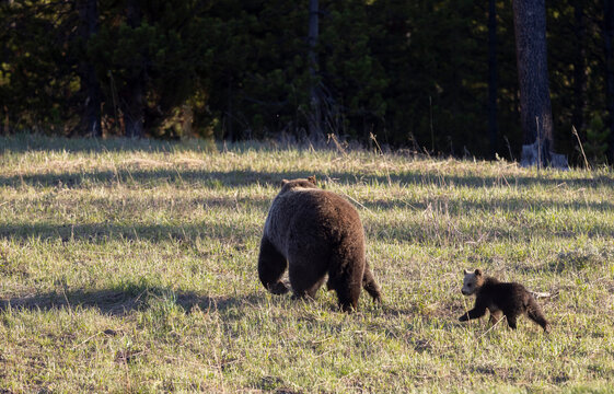 Grizzly Bear Sow and Herd Cubs in Wyoming in Springtime
