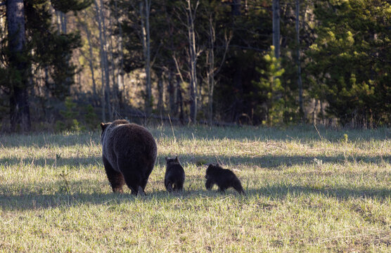 Grizzly Bear Sow and Herd Cubs in Wyoming in Springtime