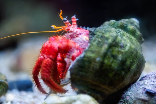View of a vibrant red hermit crab emerging from its textured green shell inside the Vasco da Gama Aquarium in Cruz Quebrada, Lisboa, Portugal.