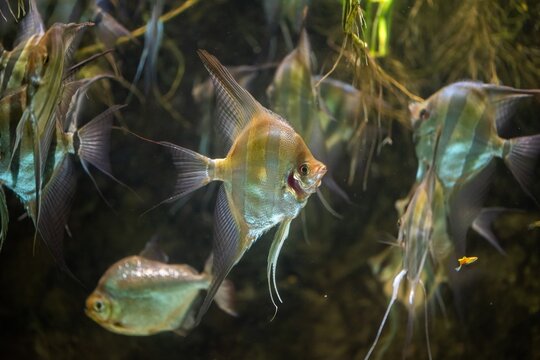 View of angelfish swimming in a tank at the Vasco da Gama Aquarium in Cruz Quebrada, Lisboa, Portugal.