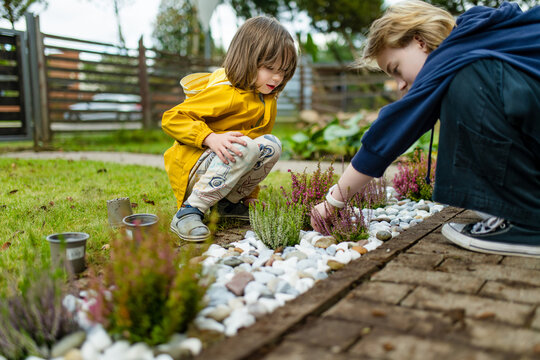 Boy and older sister planting heather in a garden bed with decorative stones. Family DIY landscaping and children helping with backyard autumn gardening.