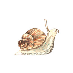 Hand-drawn watercolor snail with shell. Isolated on a white background. Cute cartoon snail for children's product designs. © Ulyana