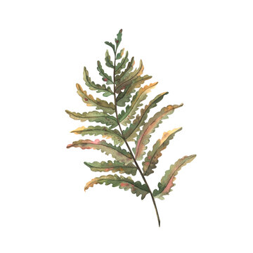A hand-painted watercolor forest fern leaf isolated on a white background. Autumn fern leaf. For an autumn-themed design.