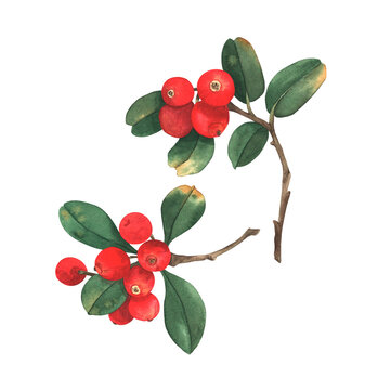 Red cranberries on a branch, hand-painted in watercolor. Isolated on a white background. For autumn-themed product design.