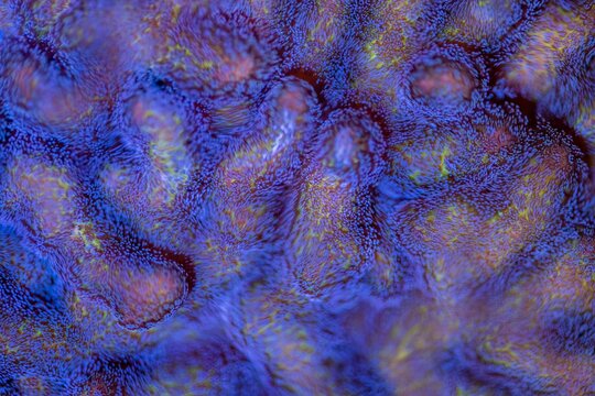 View of the vibrant purple and blue coral textures inside the Vasco da Gama Aquarium in Cruz Quebrada, Lisboa, Portugal.