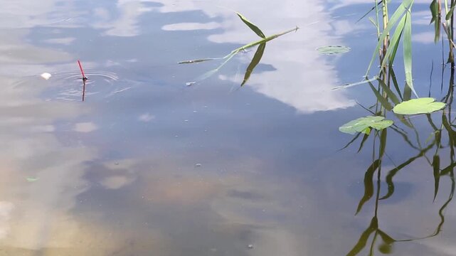 A red and white fishing float moves in the water and is suddenly pulled under when a fish bites. A fish is taken out of the water hanging on a hook