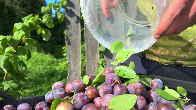 Woman hands pouring fresh harvested plums from bucket into crate outdoors, agricultural crop yield.