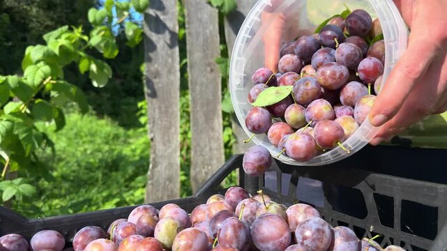 Hands pouring ripe purple plums from bucket into plastic crate, harvest process in orchard.