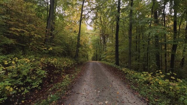 Winding dirt path crosses mixed deciduous woodland in peak autumn, ground covered with yellow and brown leaves, dense canopy overhead, gentle light creating calm scenic atmosphere, with autumn, fall
