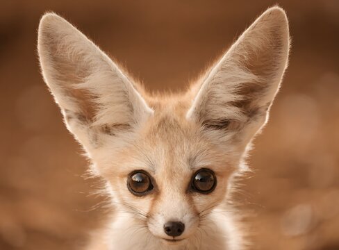 Charming fennec fox portrait with oversized ears and soft golden fur
