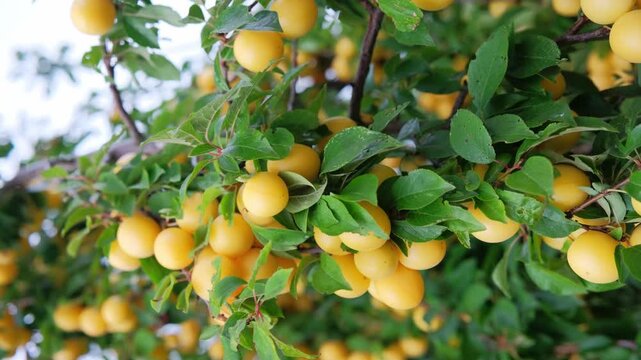 Sunlit yellow plum branch heavy. Golden fruit clustered amid fresh leaves, warm late season glow, rustic orchard atmosphere, glossy skins and ripe sheen, harvestready bounty ideal for preserves