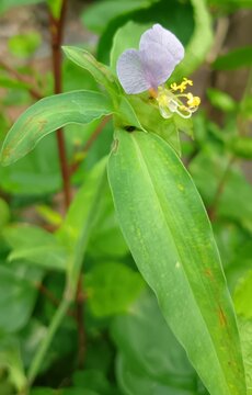 Amazing close-up view of blooming fresh violet or blue colour asiatic dayflower or whitemouth dayflower or virginia dayflower or genus commelina flowers with green leaves tropical and herbal plant.