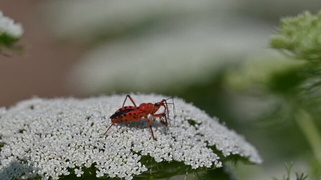 Red assassin bug (Rhynocoris iracundus) feeding on a small prey insect on top of a white flower in the wild, macro wildlife photography.