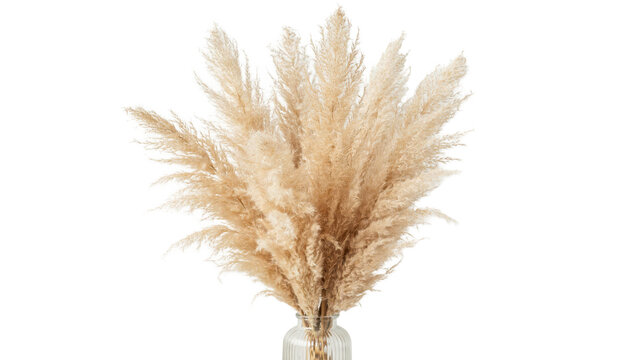 A bunch of fluffy dried pampas grass stems in a ribbed glass vase isolated on a transparent background