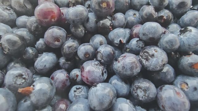 Delicious pile of ripe and juicy blueberries rotating. Macro view of the fresh, raw fruit, rich in vitamins and antioxidants for a healthy diet