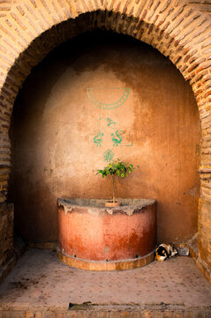 Plants and architecture on the streets of Marrakesh, Morocco.