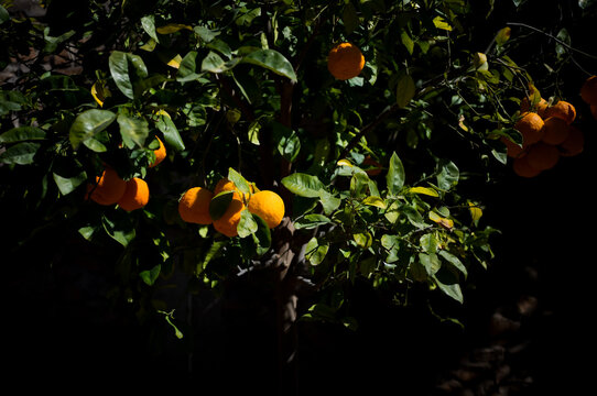 Plants and architecture on the streets of Marrakesh, Morocco.