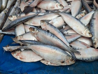 Pile of small silvery fish resembling sardines or young herrings, featuring shiny scales, elongated bodies, fresh appearance, and natural seafood texture for commercial use. © sushil