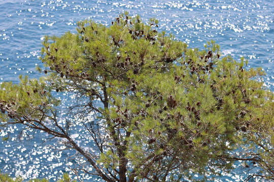 Mediterranean pine tree with cones overlooking the sparkling blue sea on the Costa Brava, Spain. Scenic coastal nature landscape featuring sunlit water, evergreen foliage and a tranquil seaside atmosp