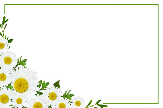 Daisy flowers and green grass in a corner floral arrangement with a frame isolated on white or transparent background.