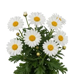 Obraz premium Yellow dandelion flowers with seeds blowing in the air near green plant