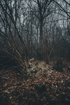 View of the Vormsi forest with bare trees and a ground covered in fallen autumn leaves under an overcast sky in Laane County, Estonia.