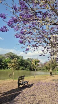 Video mostrando um detalhe do Parque Leol&iacute;dio di Ramos Caiado com um jacarand&aacute; florido em um lindo dia de c&eacute;u azul.