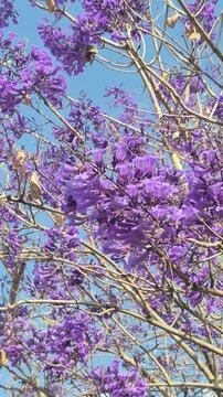 Detalhe de flores de jacarand&aacute; balan&ccedil;ando com o vento.