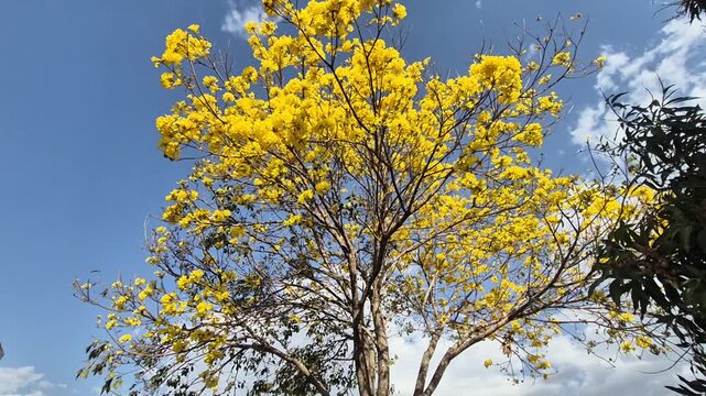 Um ipe florido balan&ccedil;ando com o vento e ceu azul ao fundo.