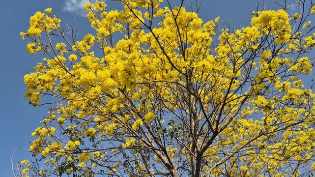 Um ipe amarelo com suas flores delicadas balan&ccedil;ando com a brisa leve.