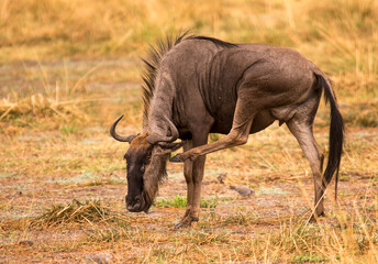 Gnu with an itch © Tony