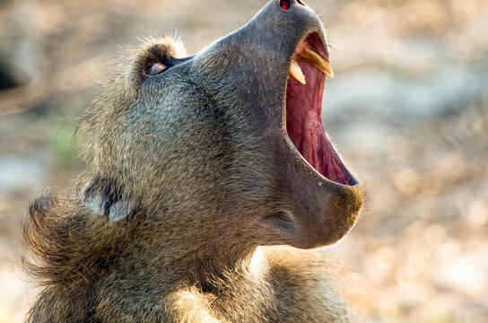 Baboon