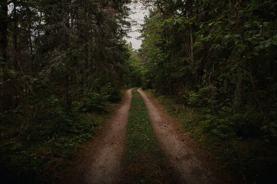 View of a dirt path winding through a dense forest with tall trees and lush green foliage in Saxby, Laane maakond, Estonia.