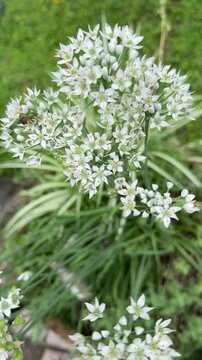 Metallic green sweat bee Gathering pollen from a white garlic chive flowers