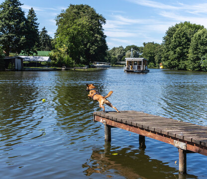 Mittelgro&szlig;er Mischlingshund mit kurzem, braunem Fell beim schwungvollen Sprung in die Dahme bei Dolgenbrodt, Brandenburg, Deutschland