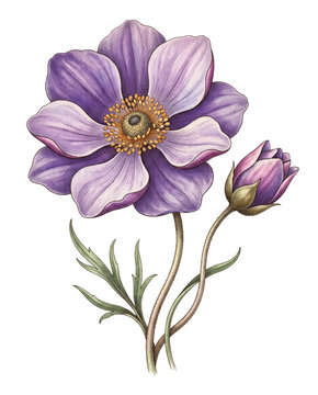 Purple Anemone Flower and Bud Watercolor Botanical Illustration